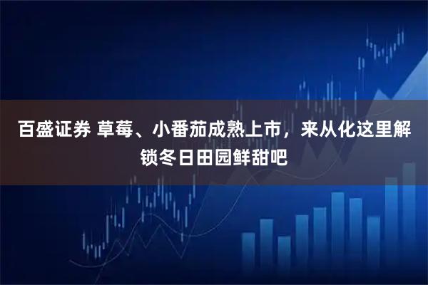 百盛证券 草莓、小番茄成熟上市，来从化这里解锁冬日田园鲜甜吧
